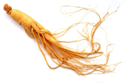 Golden-harvest-single-ginseng-root