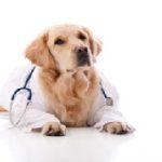 images/stories/doctors-dog-epikefalida.jpg