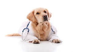 images/stories/doctors-dog-epikefalida.jpg